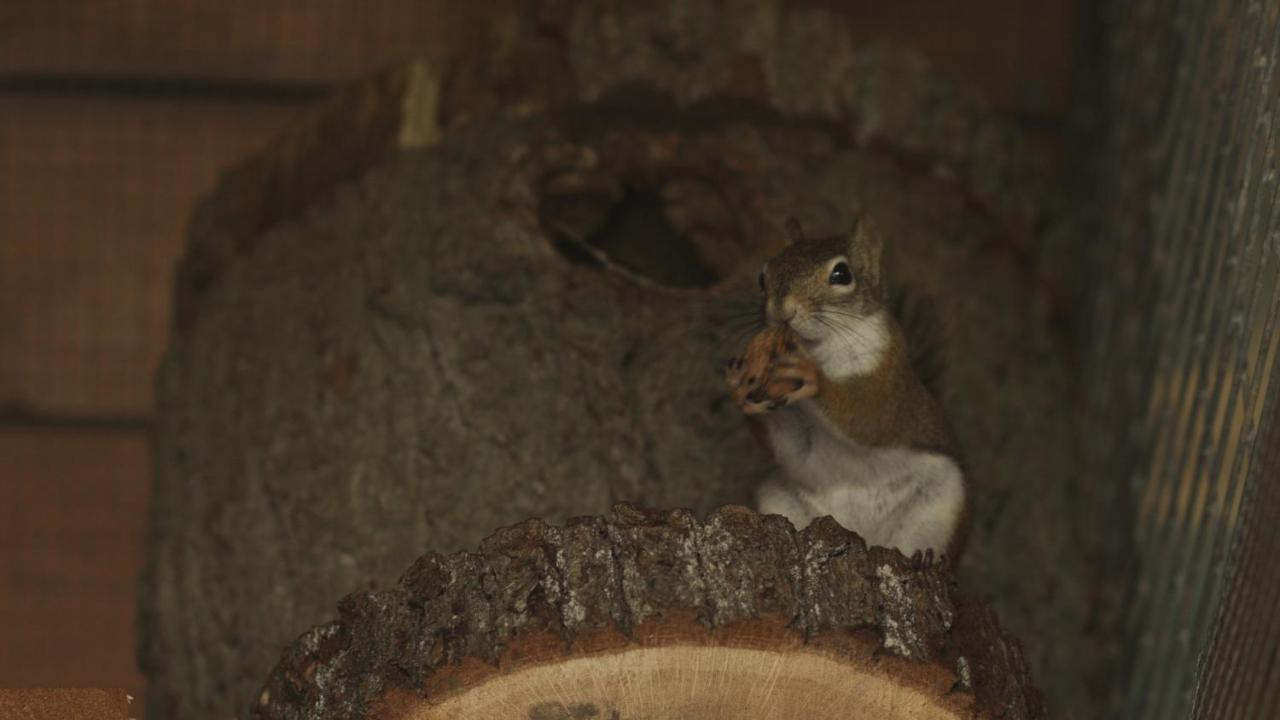 Tatarska Zagroda - Agroturystyka Dolina Baryczy Noclegi - Domek Jelonek Кросніце Екстер'єр фото