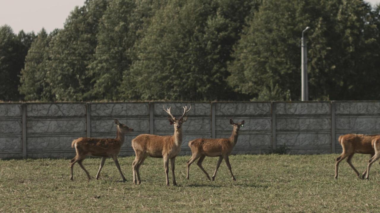 Tatarska Zagroda - Agroturystyka Dolina Baryczy Noclegi - Domek Jelonek Кросніце Екстер'єр фото