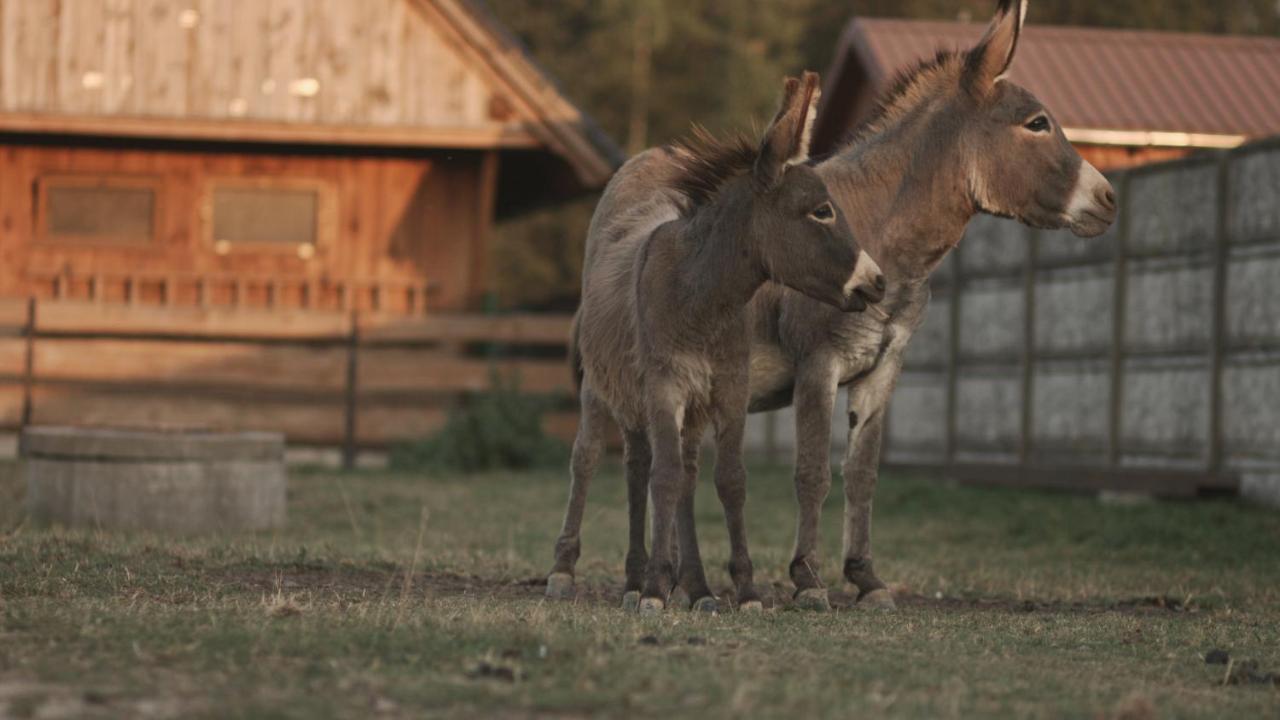 Tatarska Zagroda - Agroturystyka Dolina Baryczy Noclegi - Domek Jelonek Кросніце Екстер'єр фото